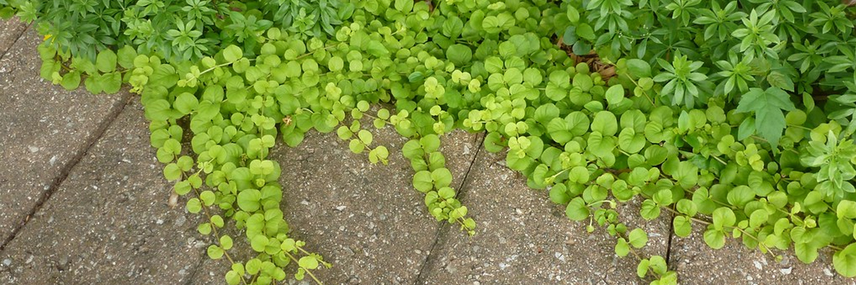 Creeping Jenny